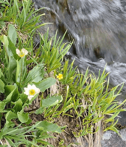 GIF: Agua fluyendo junto a unas flores