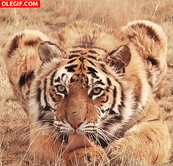 GIF: Mira a este tigre lamiendo su pata