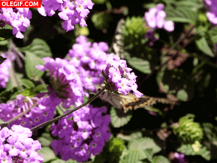 GIF: Mariposa batiendo sus alas entre las flores