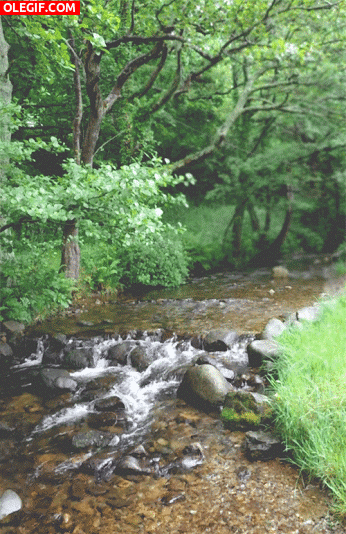 GIF: El agua del río fluyendo entre las piedras