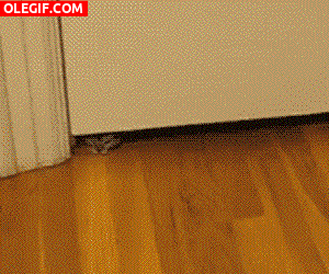 GIF: Gatito colándose bajo la puerta