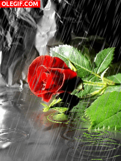GIF: Lluvia cayendo sobre una rosa