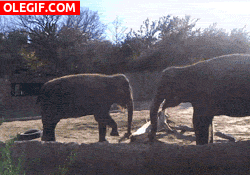 GIF: Elefantes moviendo sus trompas