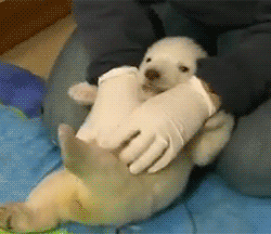 GIF: Este bebé de oso polar tiene cosquillas