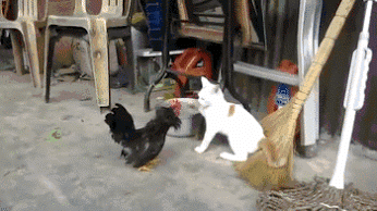 GIF: Este gallo le ha puesto las pilas al gato