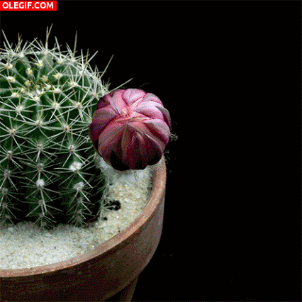 GIF: Flor de cactus abriendo sus pétalos