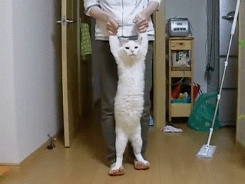 GIF: Mira cómo camina el gato