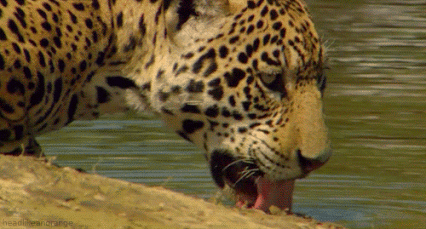 GIF: Este leopardo tiene mucha sed