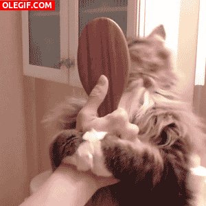 GIF: Mira que bien se cepilla este gato
