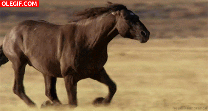 GIF: Mira al caballo galopando