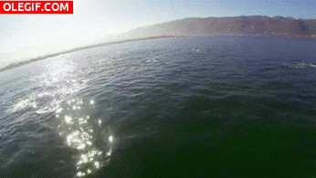 GIF: Delfines saltando en el mar