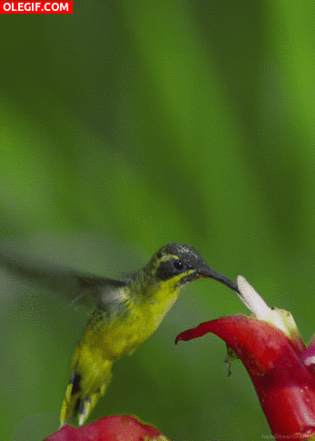 GIF: Mira a este colibrí libando en una flor