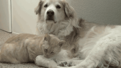 GIF: A este gato le gusta ponerse cómodo junto al perro