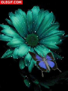 GIF: Mariposa junto a una flor de colores