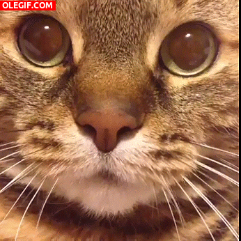 GIF: Hola, soy un gato maullando