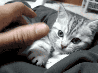GIF: A este gatito le entra sueño mientras juega