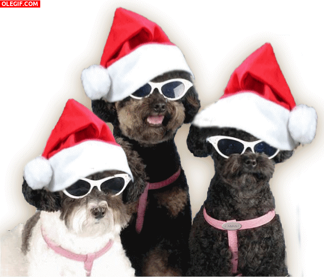 GIF: Estos perros te desean ¡Feliz Navidad!