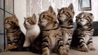 GIF: ¿Qué buscan estos gatitos?