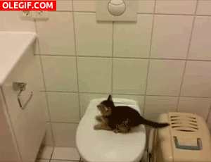 GIF: ¡Pobre gatito!