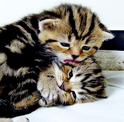 GIF: Esa gatito demuestra su amor por su hermano