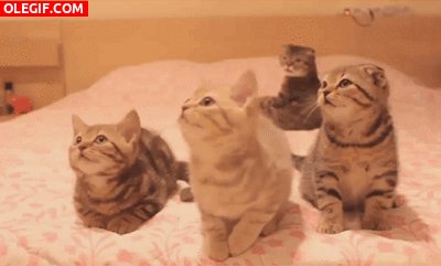 GIF: Qué bien bailan estos gatitos