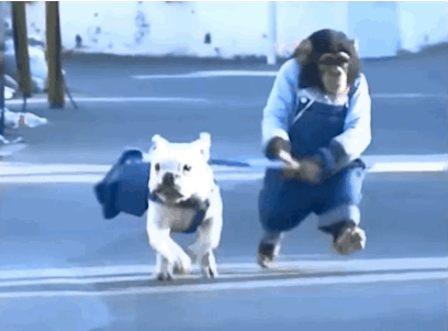 GIF: Mira a este chimpancé haciendo running con su perro