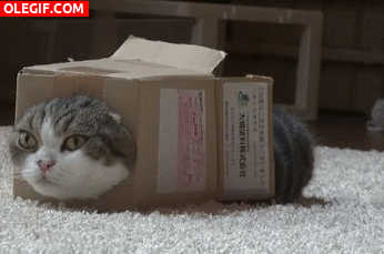 GIF: Este gato está muy cómodo dentro de la caja