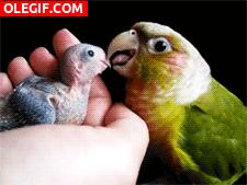 GIF: Loro cuidando de su polluelo