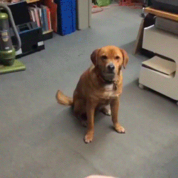 GIF: A este perro no le gusta jugar con el frisbee