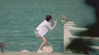 GIF: Mira al mono ladronzuelo