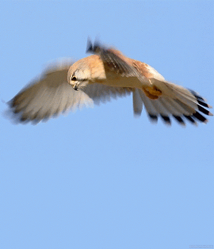 GIF: Halcón batiendo las alas