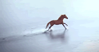 GIF: Paloma volando junto a un caballo