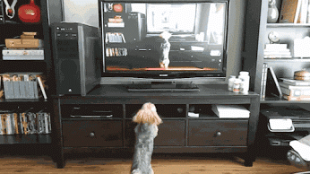 GIF: A este perro le gusta verse en la tele