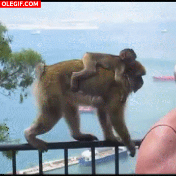 GIF: A este mono le gusta el helado