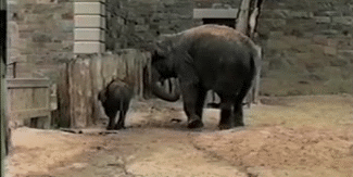 GIF: A este elefante le dan miedo las ardillas