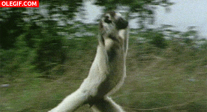GIF: Un lémur saltando