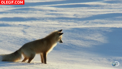 GIF: ¿Qué habrá visto este zorro bajo la nieve?