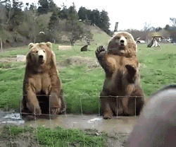 GIF: Mira a estos osos saludando