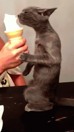GIF: A este gato le encanta el helado