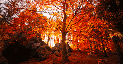GIF: Sol brillando en otoño