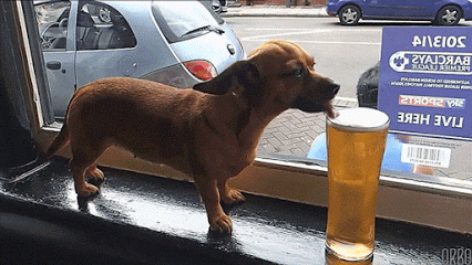 GIF: A este perro le gusta la cerveza