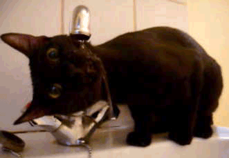 GIF: Un gatito con mucha sed