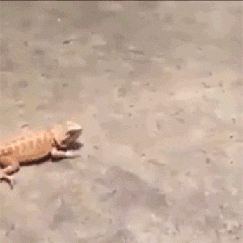 GIF: Mira cómo corre este gecko