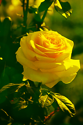 GIF: Rosa amarilla meciéndose con el viento