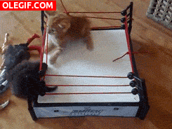 GIF: Gatitos peleando en el ring