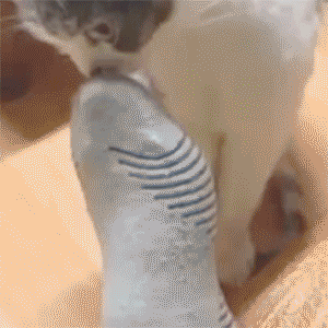 GIF: La cara de tu gato cuando te huelen los pies
