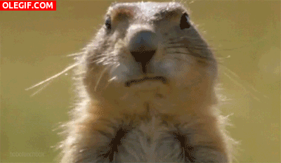 GIF: A esta marmota la gusta comer chicle