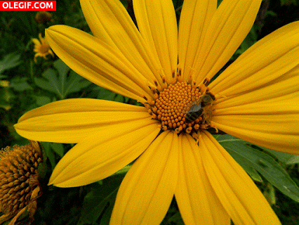 GIF: Abeja polinizando una flor amarilla