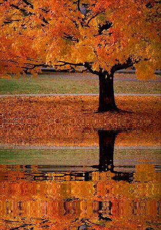 GIF: Árbol otoñal reflejado en el agua