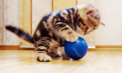 GIF: Mira a este gatito jugando con una pelota